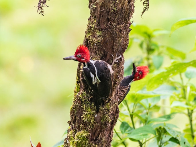 Lineated woodpecker