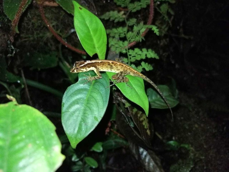 Nachtwanderung - Echse