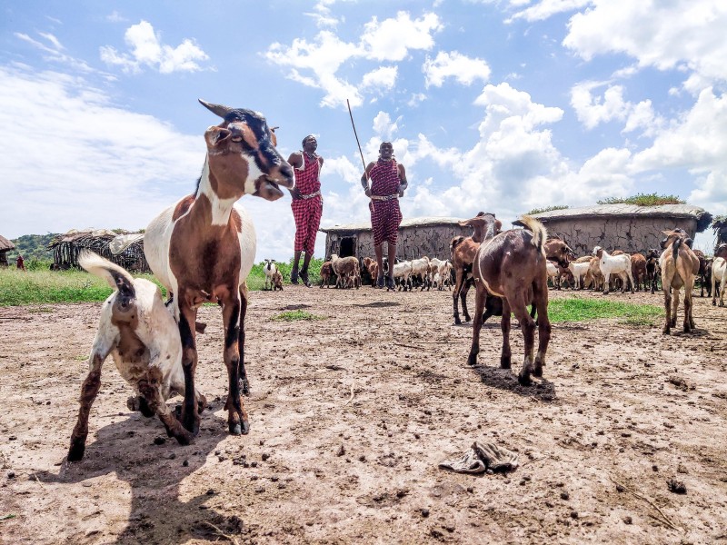 Maasai 