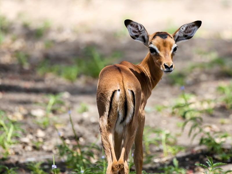Tanzania - Selous Game Reserve