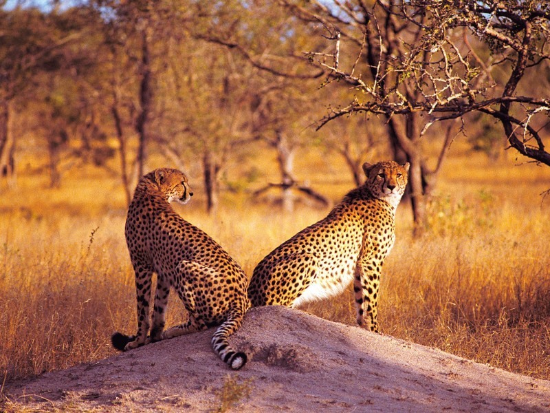 Tanzania - Leopards