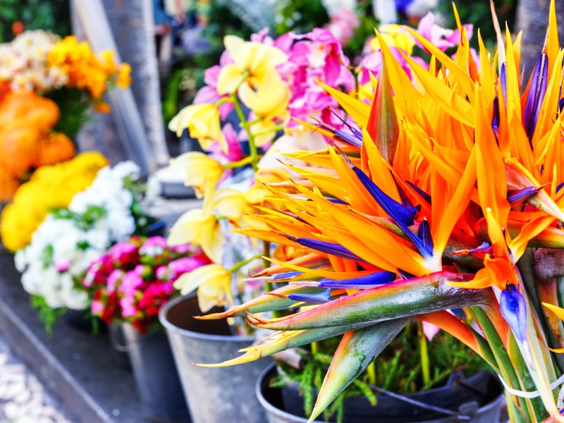 Portugal, Madeira - Flower