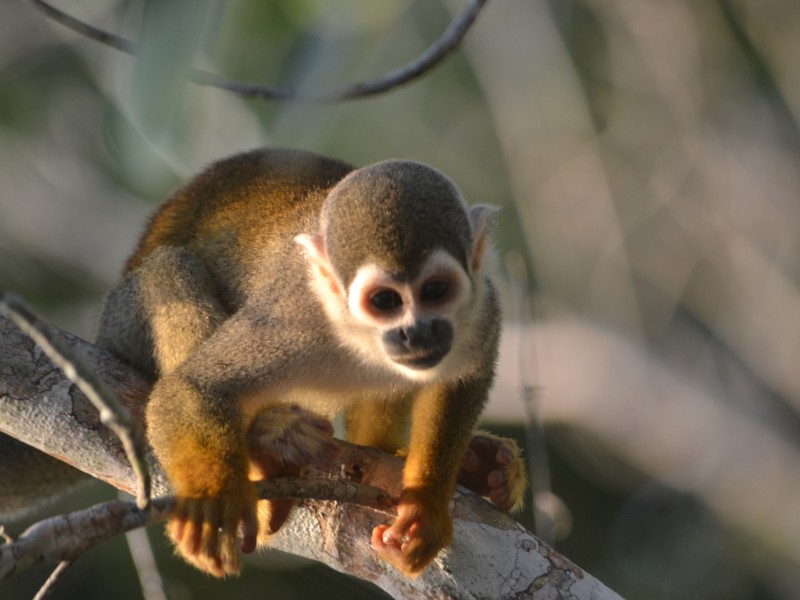 La Selva Lodge - Kapuzineräffchen