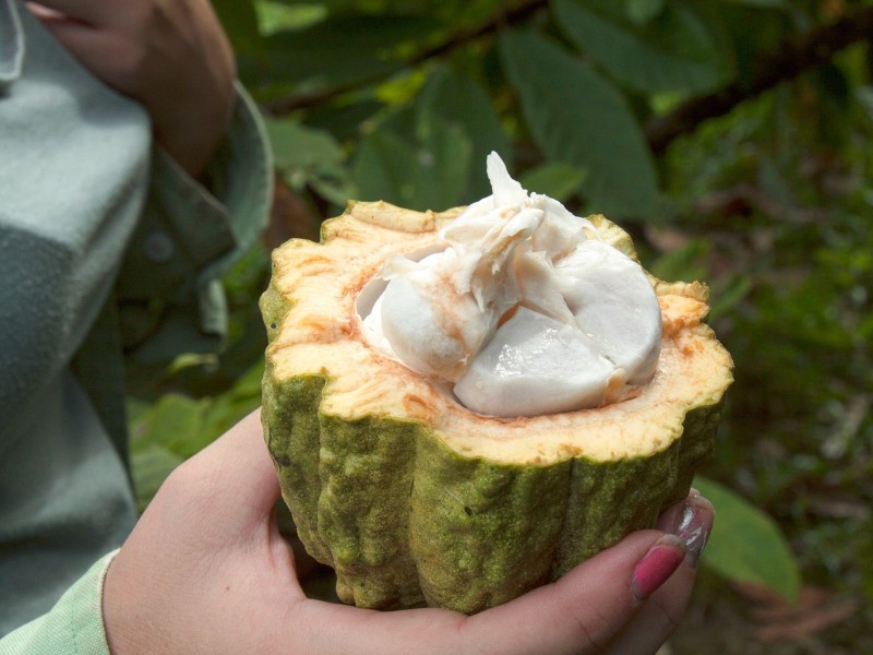 Fresh Cocoa Bean Flesh 