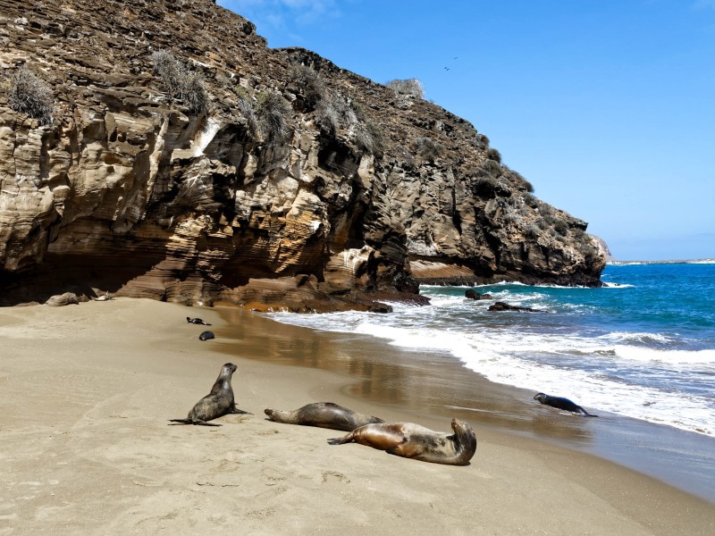 Seelöwen auf Insel San Cristobal 