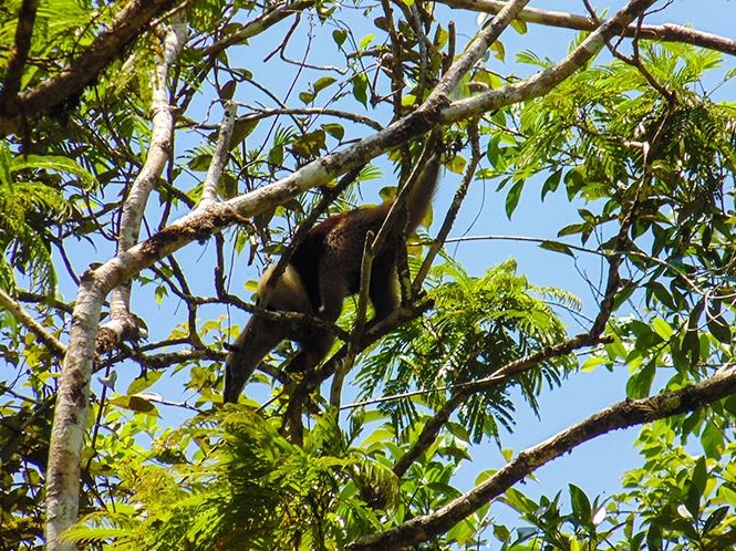 Tortuguero National Park