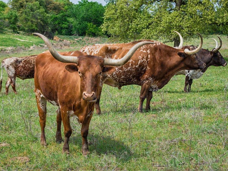 USA - West-USA - Texas