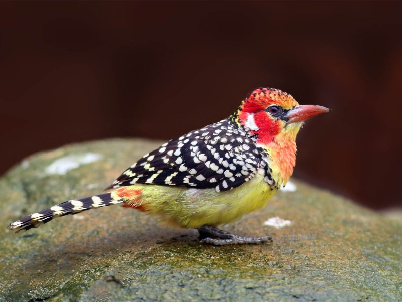 Crested barbet
