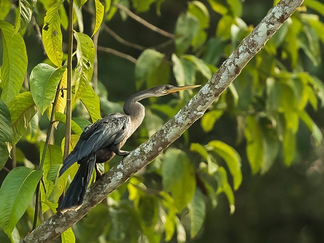 Animals of the amazon