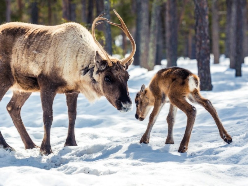 Sweden - reinders