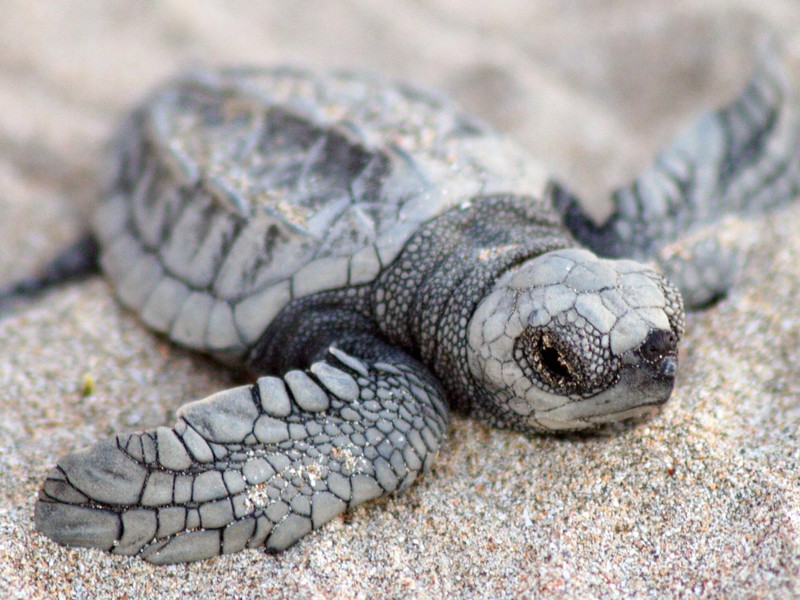 Schildkröte, Tortuguero Nationalpark