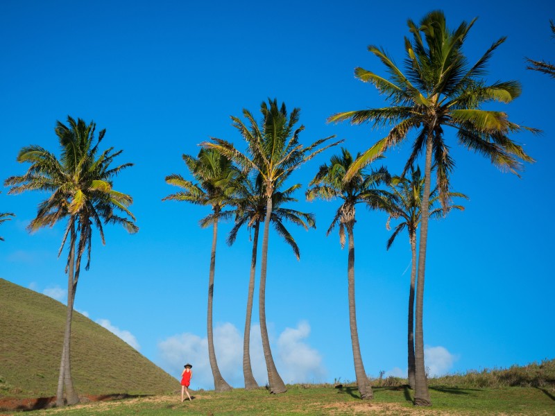 Osterinsel - Palmen im Wind
