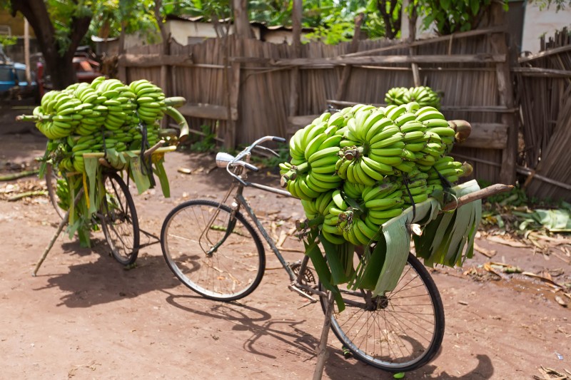 Farm Tour in Mto wa Mbu