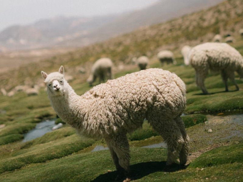 Puqio_1
