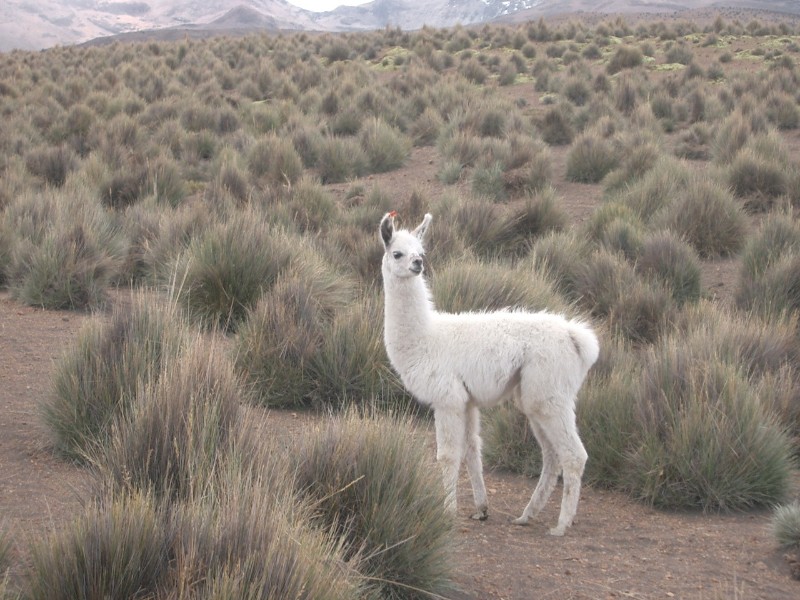 Alpaca
