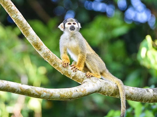 Iquitos Amazon Jungle