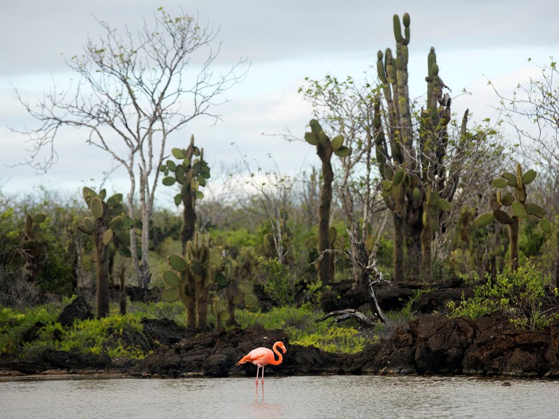 Flamingo in Lagune in Isabela