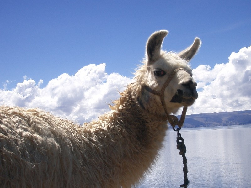 Alpaca
