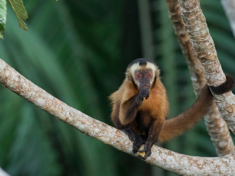 Posada Amazonas - Äffchen im Urwald