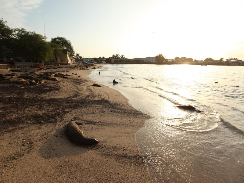Seelöwen an den Stränden beobachten