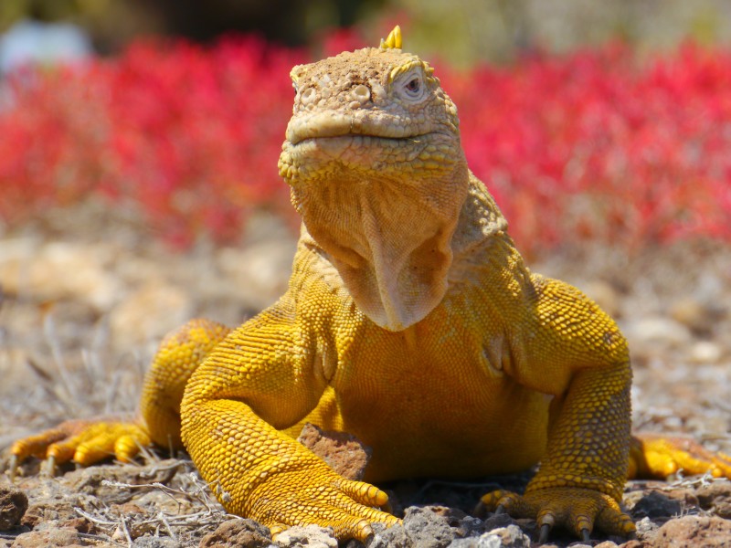 Landleguan Plaza Sur