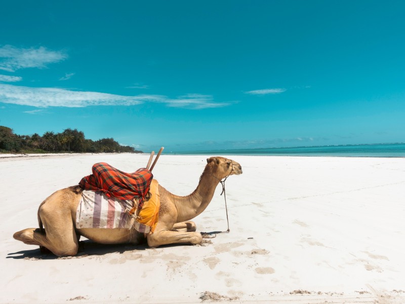 Kamel-Diani Beach-Kenia