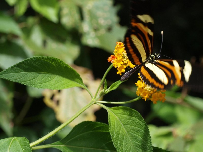 Schmetterling Wasserfälle Iguazu