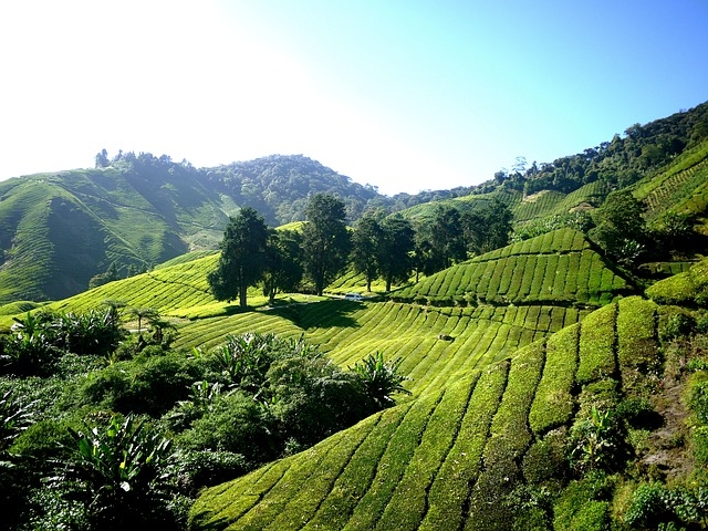 Cameron Highlands Tea Field