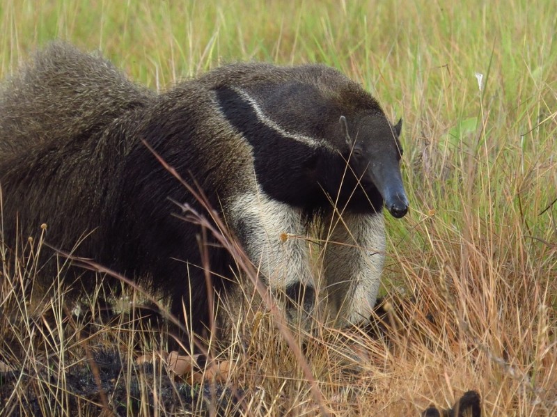 Giant Anteaters