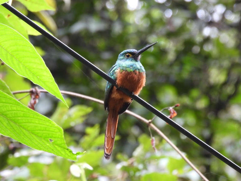 Kupferglanzvogel