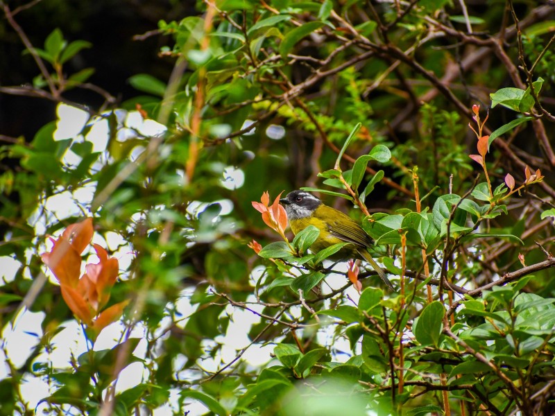 Vulkan Poás - Fauna & Flora