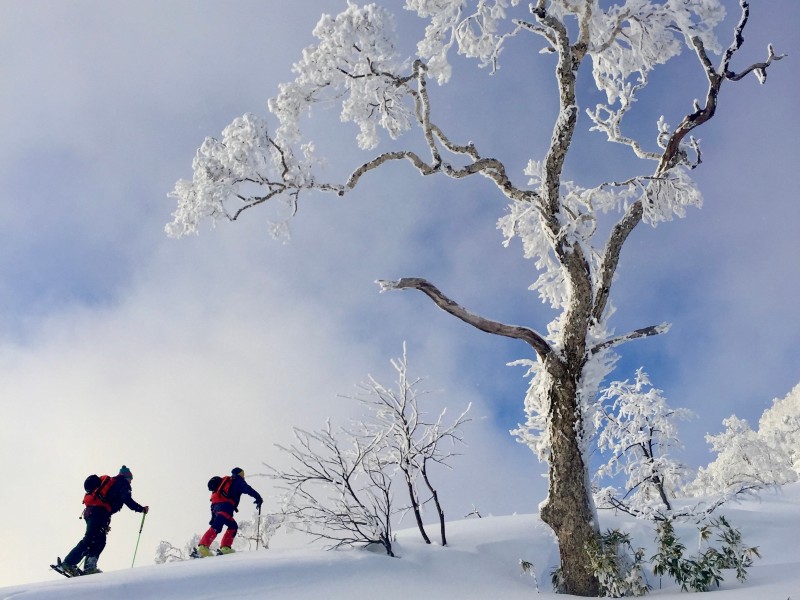 Felix im Aufstieg, Japow voraus