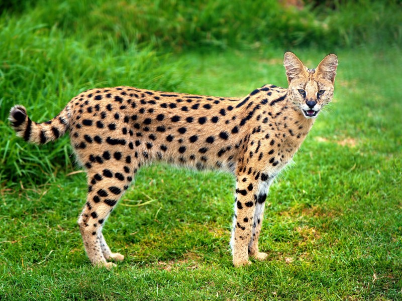 Serval 