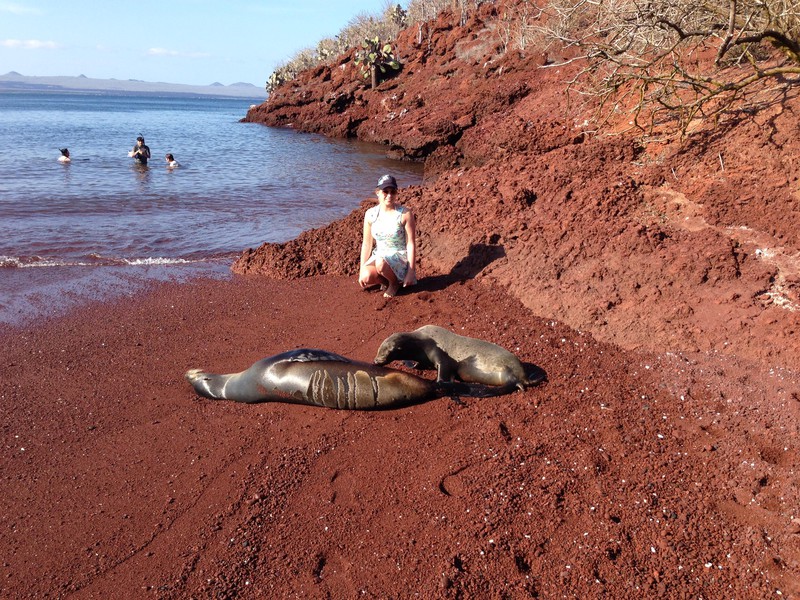 Seelöwenjunges auf Rábida