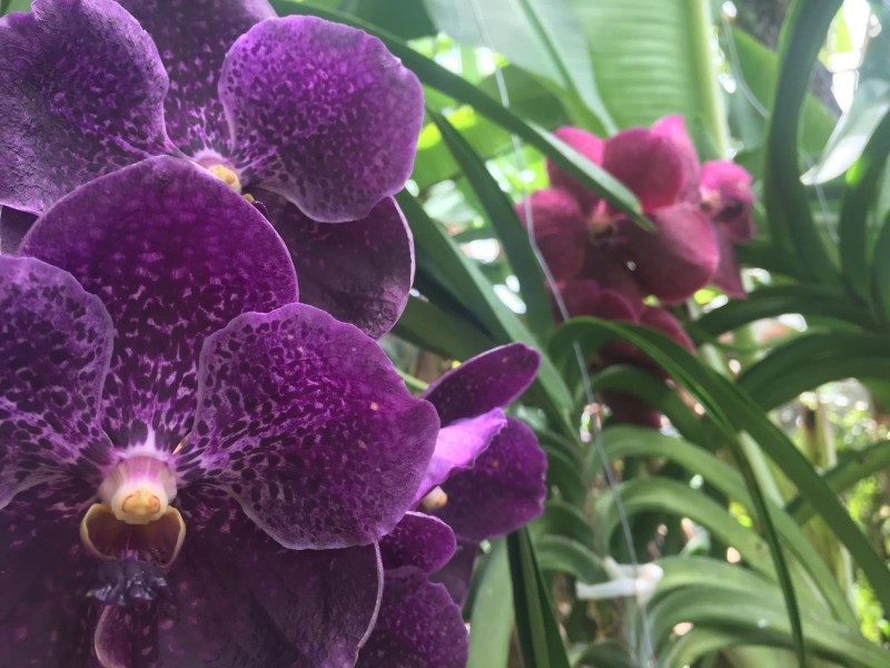 Grenada Flower Festival