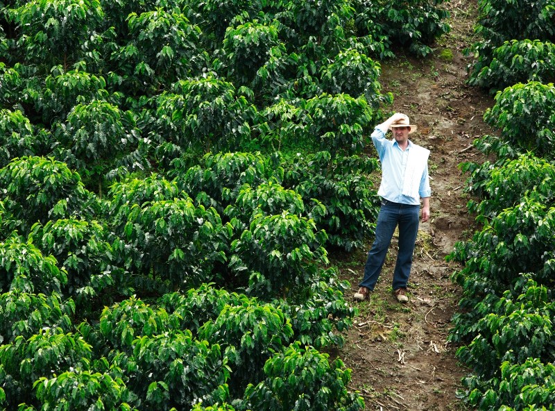 Kaffeefeld in der Kaffeezone