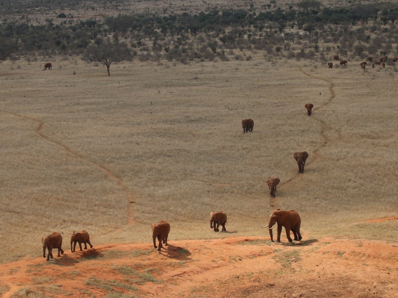 Rote Elefanten-Tsavo East NP-Kenia