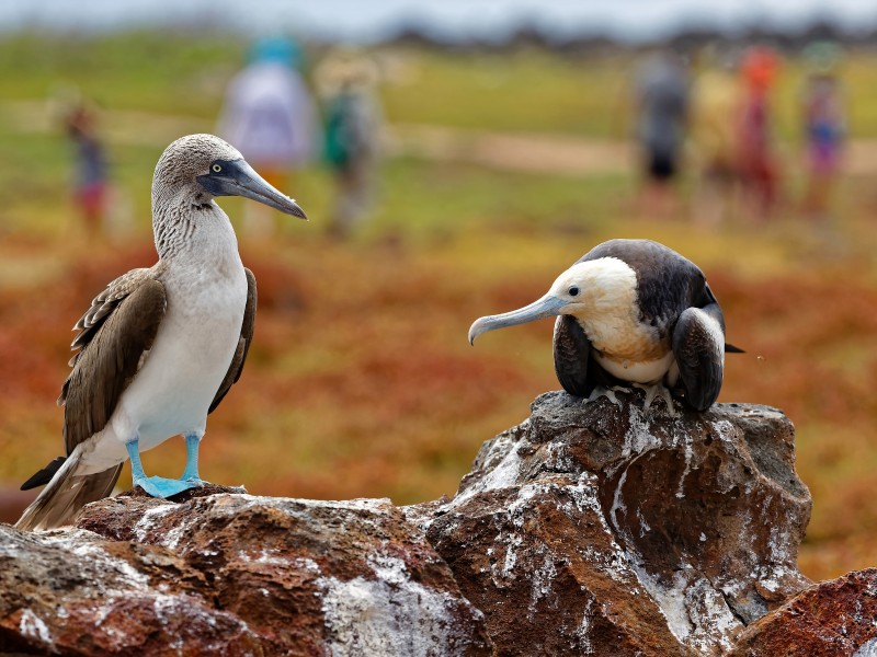 Blaufußtölpel auf Insel Seymour 