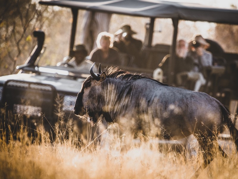 Safari - Khwai-Fluss - Botswana