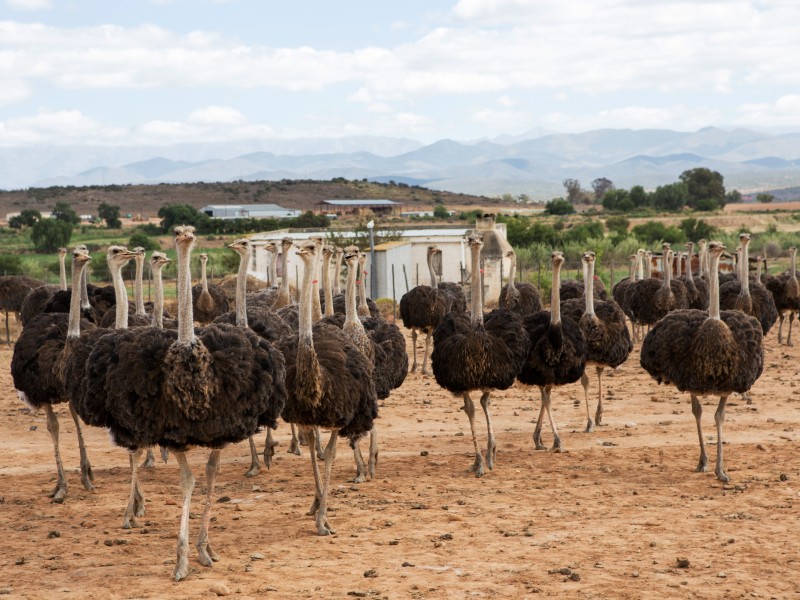 South Africa - Oudtshoorn
