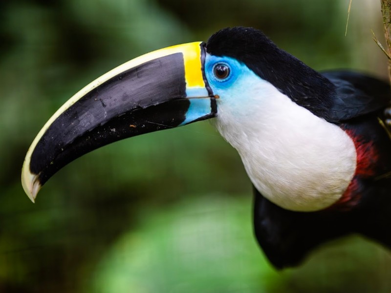 Tukan im amaZOOnico-Tierrettunszentrum