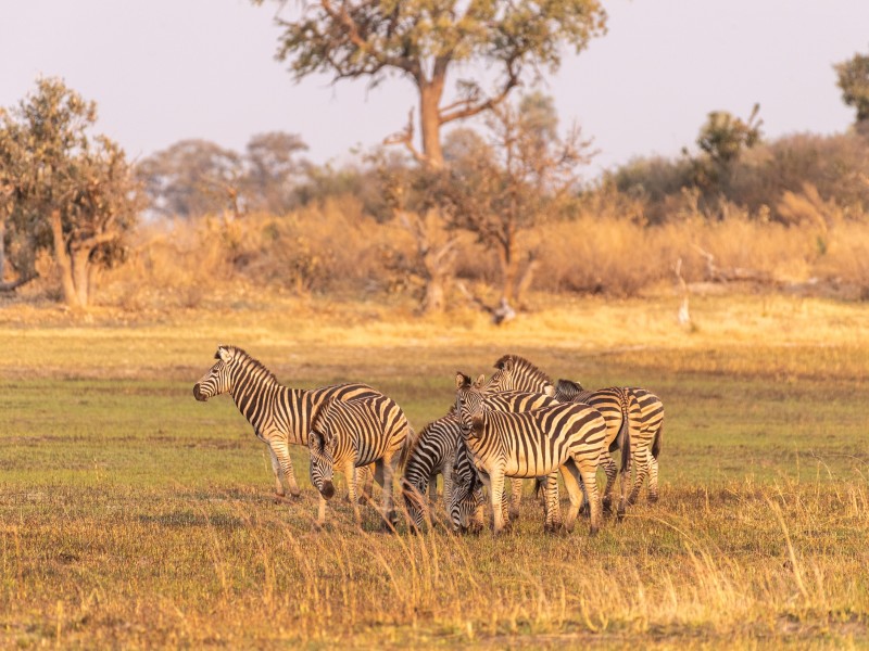 Zebra-Botswana-Afrika