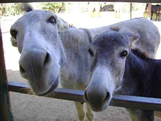 Donkeys in Aruba