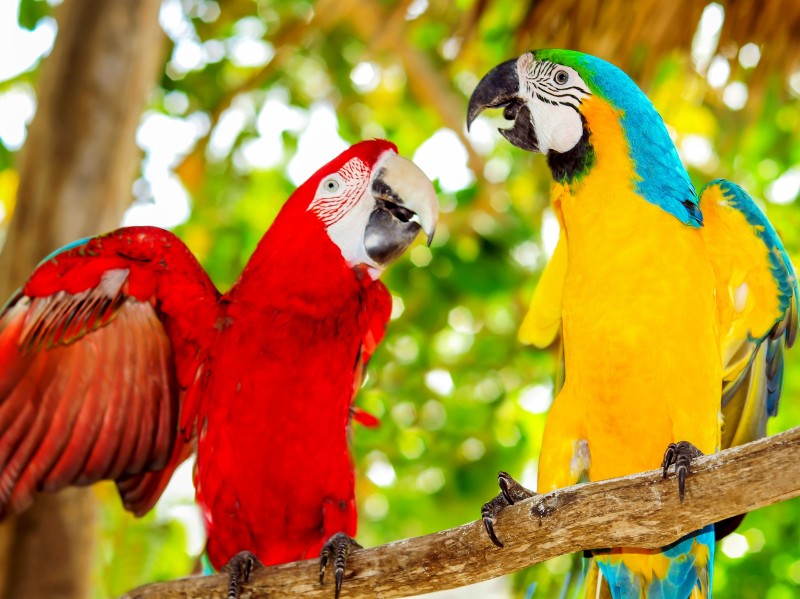 Parrot at Punta Cana