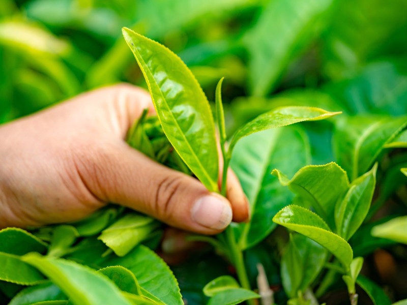 Picking Tea