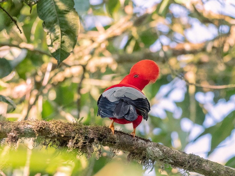Andean Cock-of-the-rock