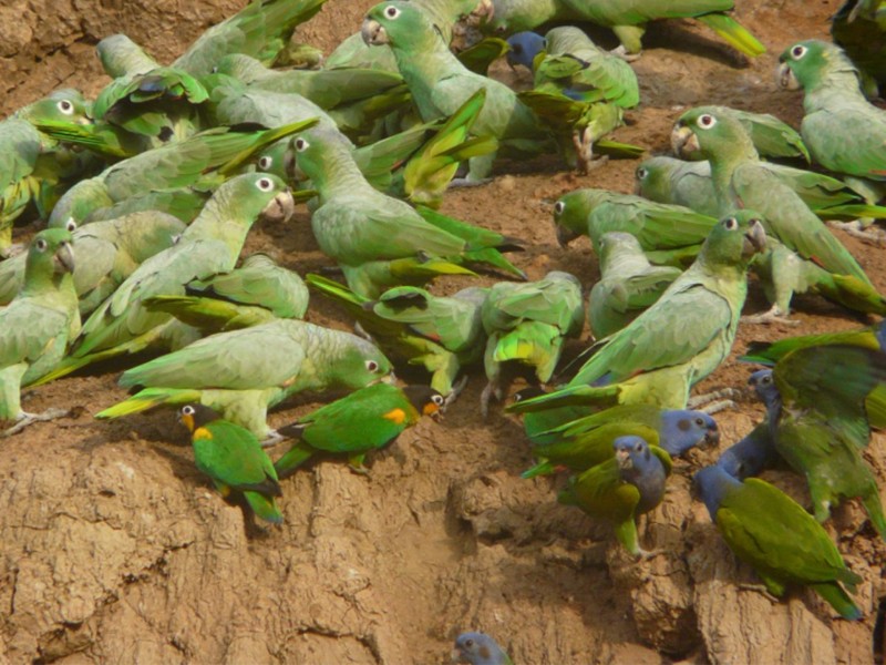 Posada Amazonas - Papageien-Lehmlecke