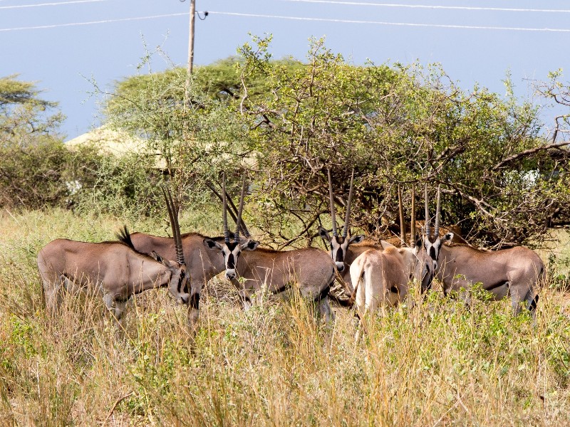 Beisa Oryx