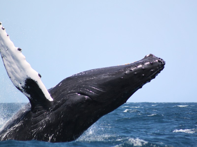 Samaná - Walbeobachtung