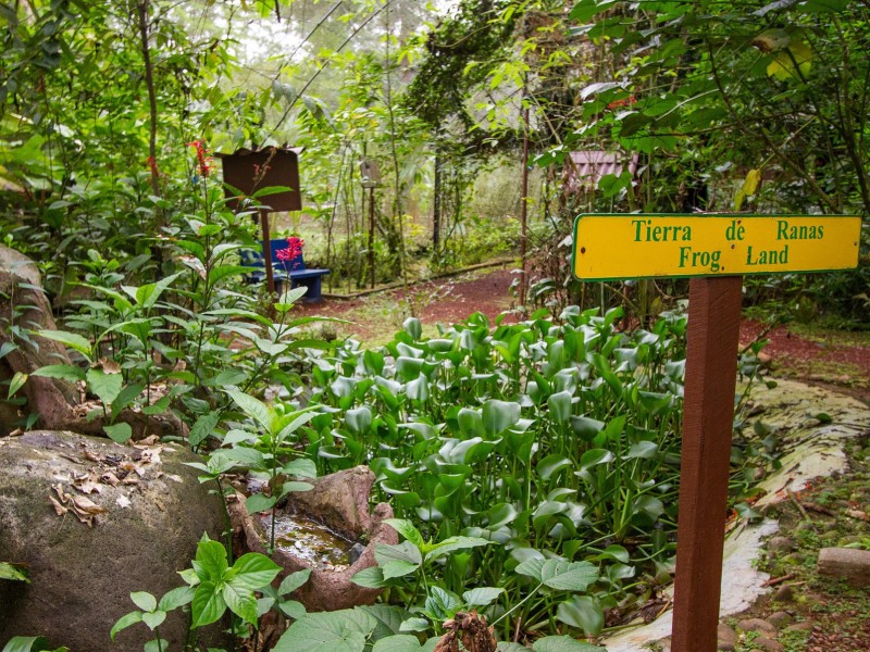 La Quinta de Sarapiqui - Froschrevier